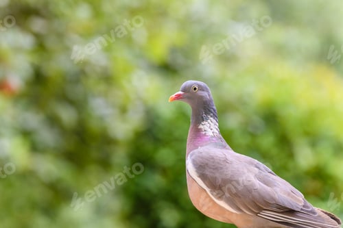 Preview: a wood pigeon perched on a garden bird table