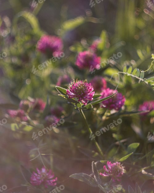 Preview: Lilac flowers in the evening sun with soft blurred focus