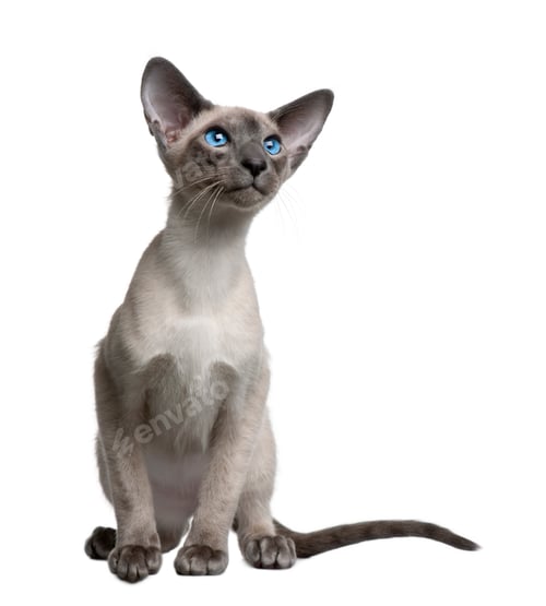 Preview: Siamese kitten, 4 months old, sitting in front of white background
