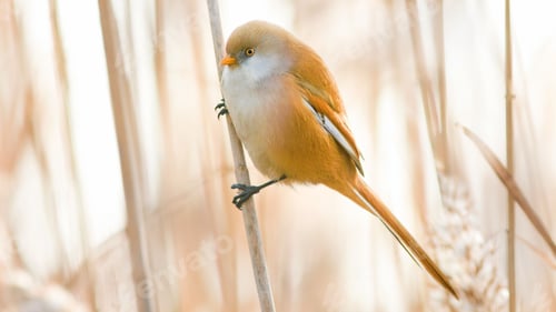 Preview: Paradoxornis webbiana perches upon a thin, reedy branch in a natural outdoor setting