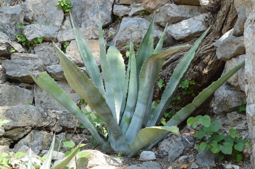 Preview: Agave plant in the Park on a Sunny day