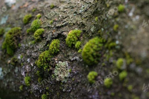 Preview: Bark of tree covered with green moss