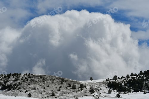 Preview: Snow-covered field and trees under a cloudy sky