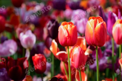 Preview: Blooming tulips flowerbed in Keukenhof flower garden, Netherland