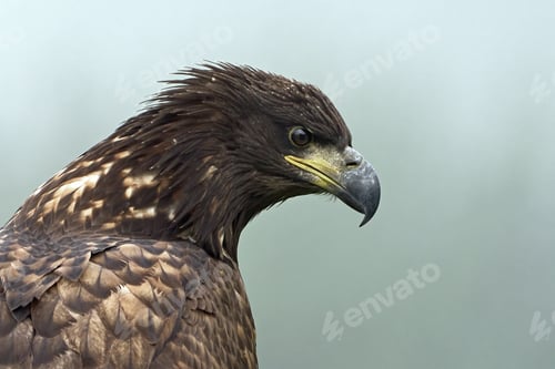 Preview: White-tailed eagle (Haliaeetus albicilla)