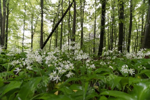 Wild Garlic Blooms in a Green Forest
