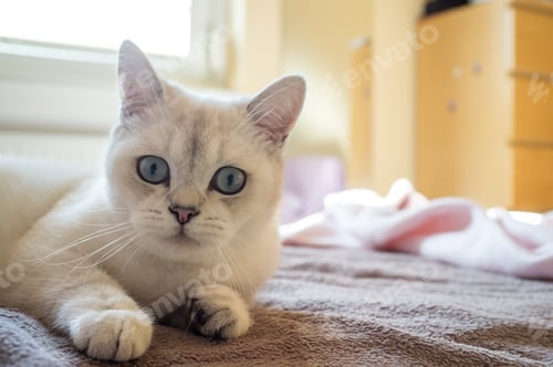 Preview: Surprised cat lying on the bed and looks with interest with big blue eyes