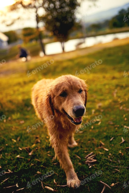 Preview: Mans best friend