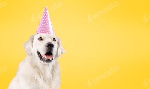 Preview: Happy Birthday party. Funny labrador dog wearing birthday hat, sitting isolated on yellow background