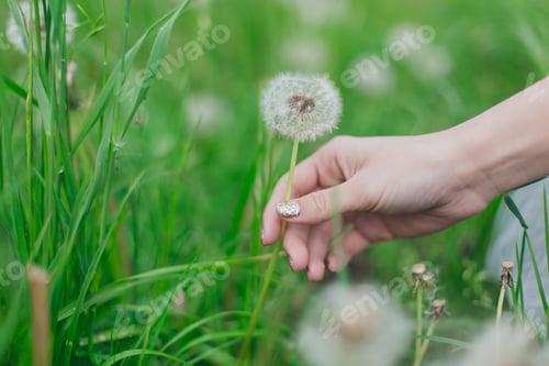 Preview: The girl picks a dandelion. Close-up.