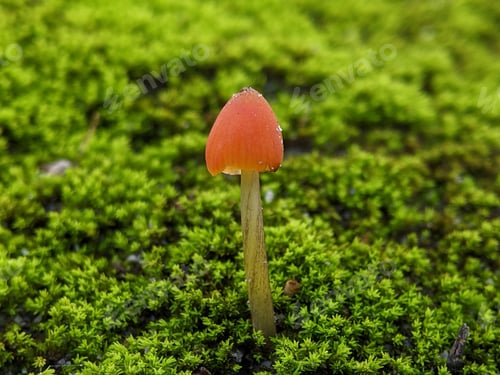 Preview: Closeup Mycena acicula, commonly known as the orange bonnet