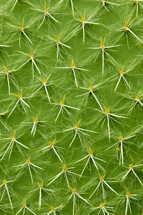 Preview: Closeup detail of the cactus