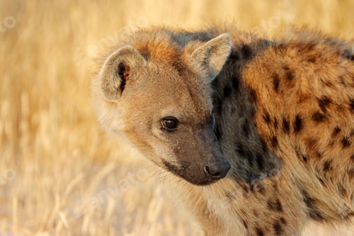Preview: Spotted hyena portrait - Etosha National Park