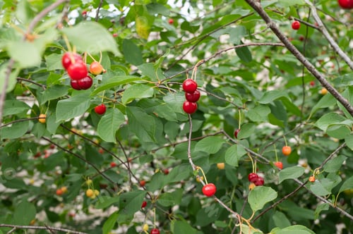 Preview: Ripe Cherries Hanging on the Branch in Orchard