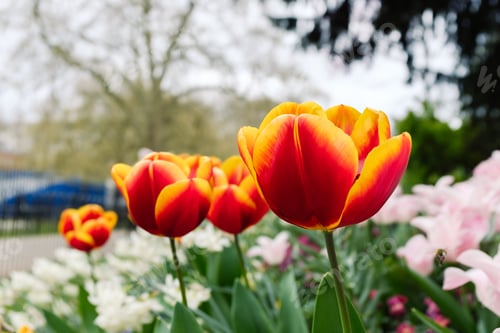 Preview: Vivid Red and Yellow Tulips in Spring Bloom