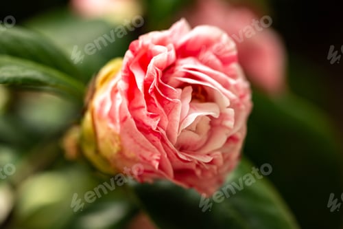 Preview: Beautiful Pink And White Rose In Spring Garden