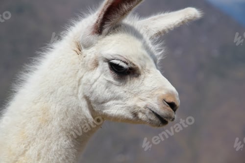 Preview: Face of a white alpaca in Machu Picchu. Peru