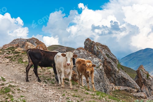 Preview: Calves on a rocky mountain road