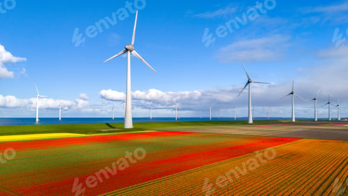 Preview: Colorful Tulip Fields Under Windmills in the Netherlands on a Bright Sunny Day