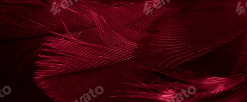 Preview: red hawk feathers with visible detail. background or texture