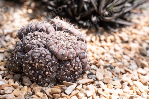 Preview: Cactus In The Garden