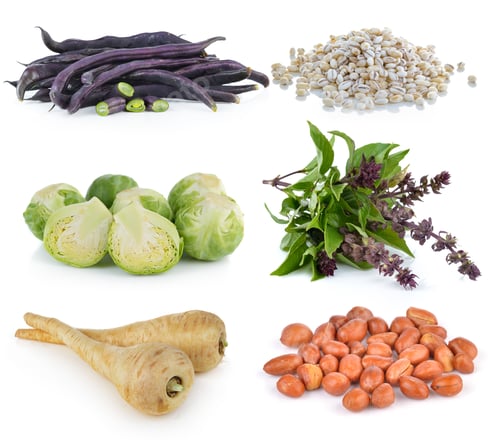 Preview: Barley Grains, Group of Brussel Sprouts, Sweet Basil, fresh par