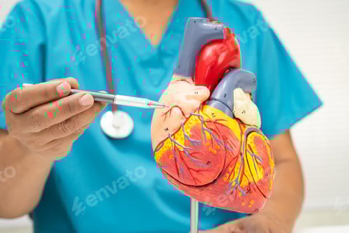 Preview: Cardiovascular disease CVD, Asian doctor holding human anatomy