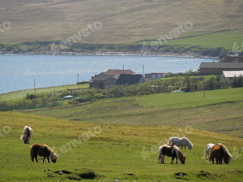 Preview: Picturesque view of horses and cows grazing on the pasture in Lerwick city and the Shetland islands