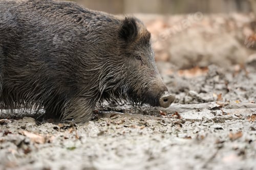 Preview: Wild boar in autumn forest