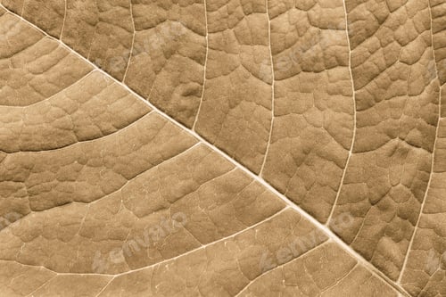 Preview: Abstract Natural Texture Of A Surface Of A Leaf Of A Plant With Streaks Closeup For A Natural