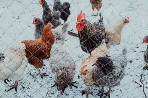 Preview: Close up of domestic chicken at farm. Industrial chicken hen for egg production. Hens feeding. High