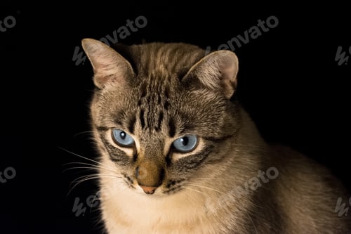 Preview: Closeup shot of a grey cat with blue eyes on a black background