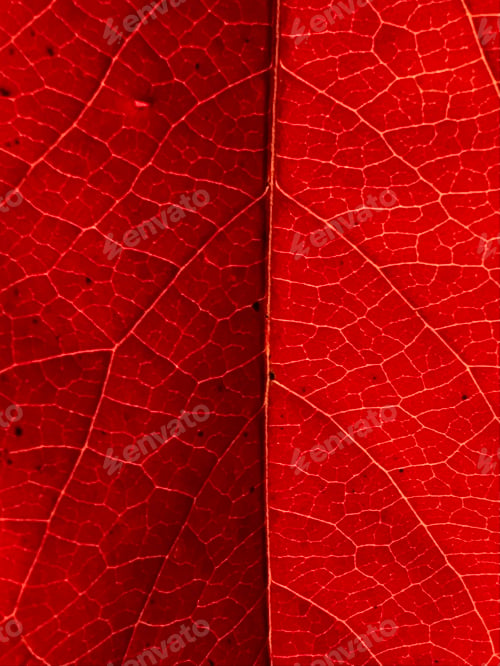 Preview: Autumn leaf