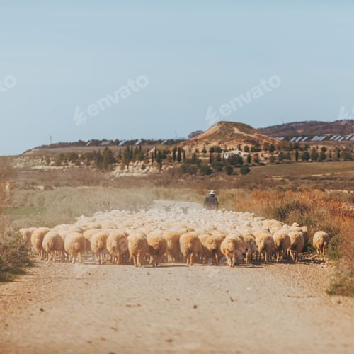 Preview: a man is herding sheep down the road in the countryside