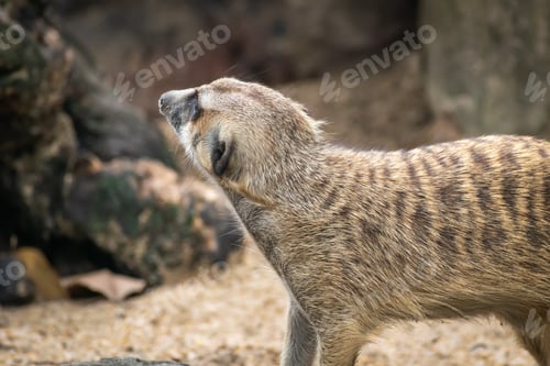 Preview: Background of Meerkat or Suricate, a small carnivoran belonging to the mongoose family.