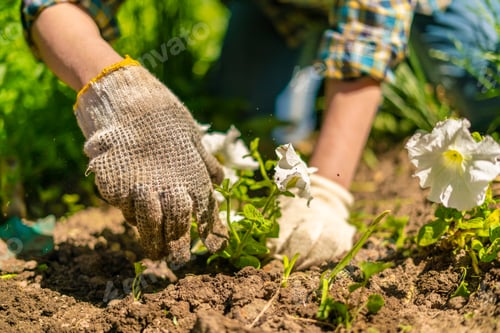 Preview: female florists hands in gloves plant young bright flower in the garden at the countrysides