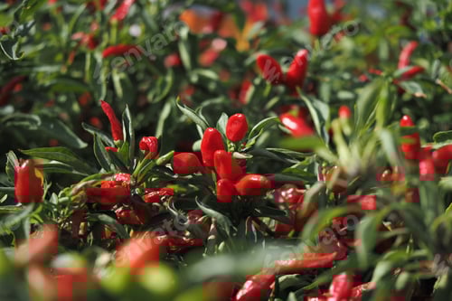 Preview: Bright red chili peppers growing in a sunny garden