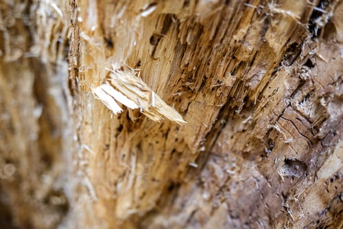 Preview: Detail of the inside of a tree trunk eaten by termites and worms.