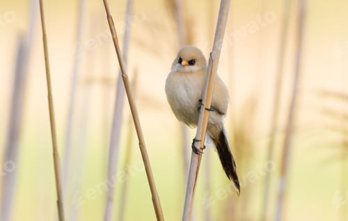 Preview: Panurus biarmicus, Bearded Reedling. A young bird sits on a reed stalk near the river