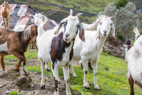 Preview: Goat