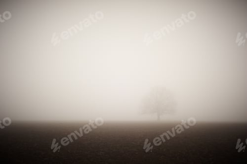 Preview: lonely bare oak in a field in a fog