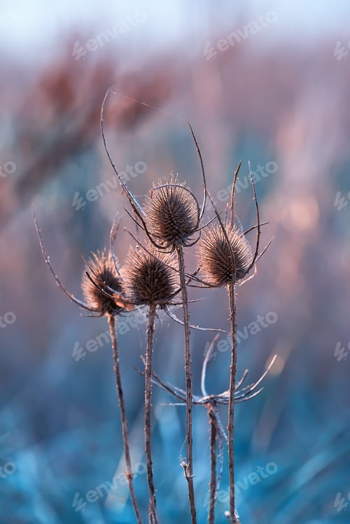 Preview: Dry seed head of teasel in sunset beams. Close-up of wild teasel flower, duotone color