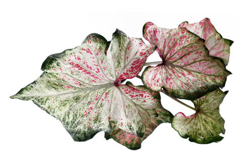 Preview: Top View Of Exotic 'Caladium Candyland' Plant With Beautiful White And Green Leaves With Pink