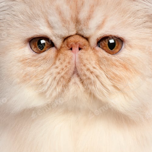 Preview: Persian (8 months old), Persian kitten (3,5 months old)