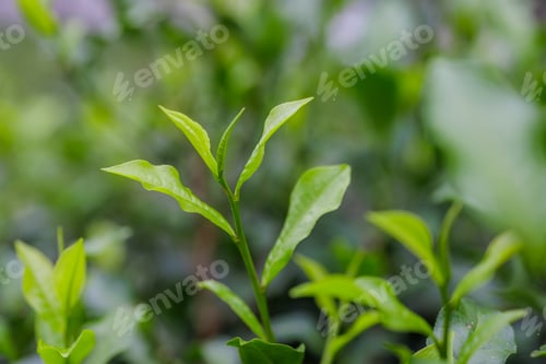 Preview: Fresh tea leaves on the tea tree in the field