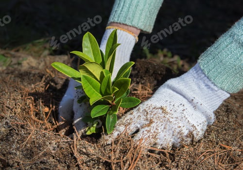 Preview: Gardener puts rhododendron bush in ground.