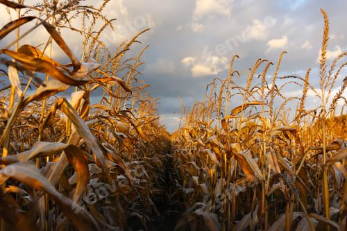 Preview: Ripe corn on a rural field