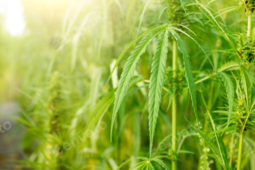 Preview: Industrial hemp stalks and leaves closeup view