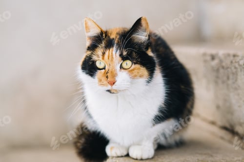 Calico Cat Resting Peacefully on Stone Steps