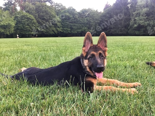 Preview: German shepherd puppy